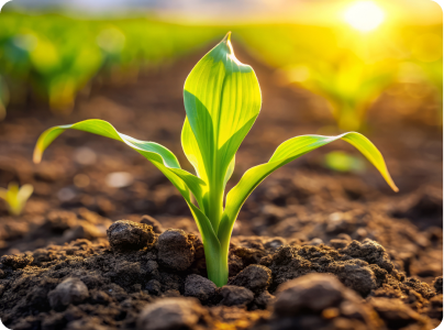 Plant growing from soil